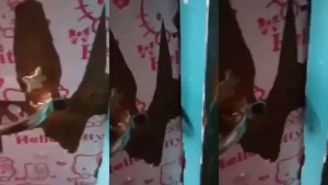 Cewe Bertopeng Colmek Terus Ngewe